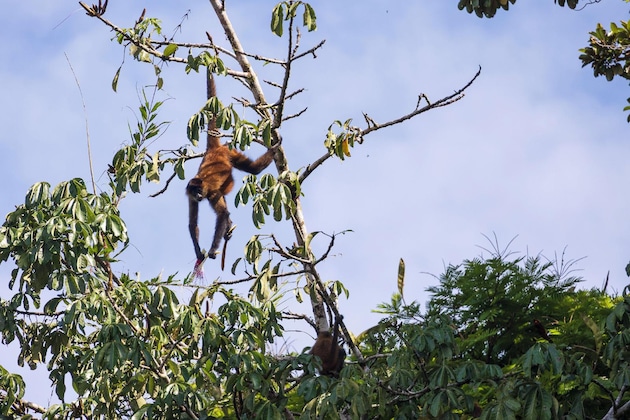 Gallery - Pachira Lodge