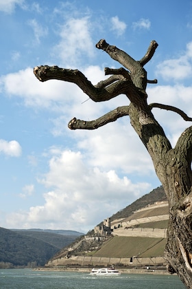 Gallery - NH Bingen