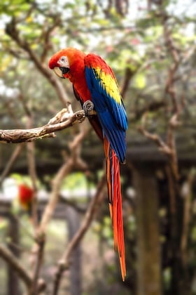 Gallery - Arenal Springs Resort