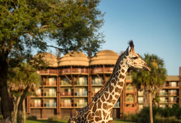 Gallery - Disney's Animal Kingdom Lodge