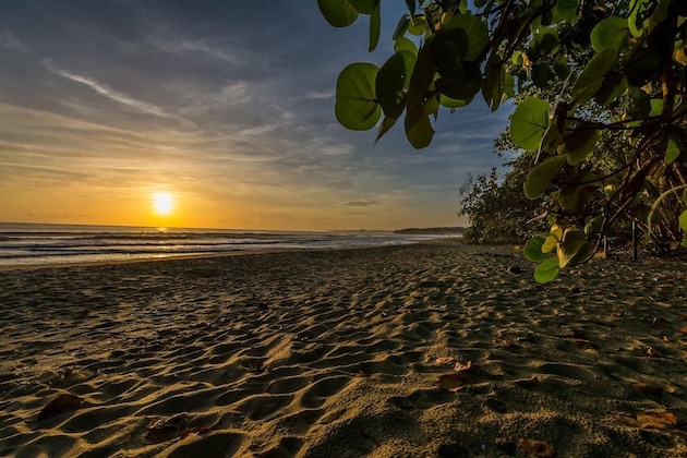 Gallery - Cariblue Beach And Jungle Resort