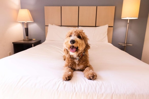 Gallery - Sonesta Simply Suites Detroit Troy