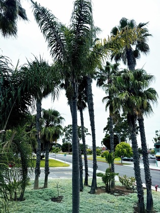 Gallery - The Pacific Inn