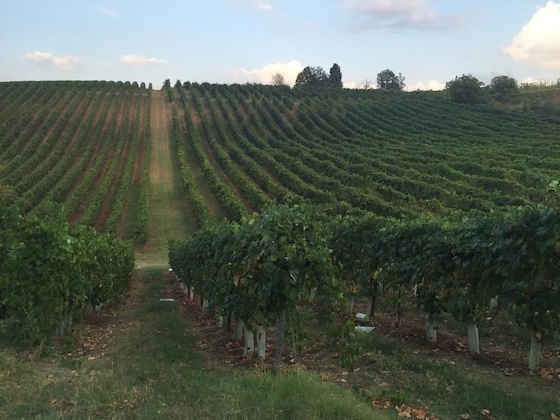 Gallery - Agriturismo Borgo Delle Vigne
