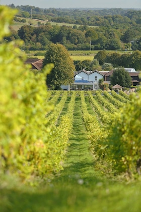 Gallery - Denbies Vineyard Hotel