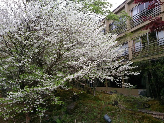 Gallery - Nikko Hoshinoyado