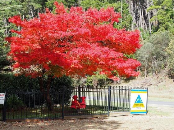 Gallery - Porepunkah Pines Holiday Park