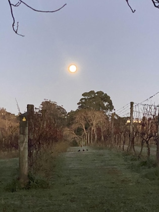 Gallery - Vineyard Cottages