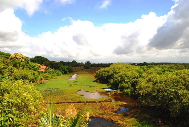 Gallery - Peacock Land