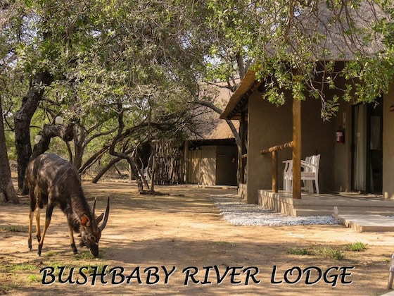 Gallery - Bushbaby River Lodge