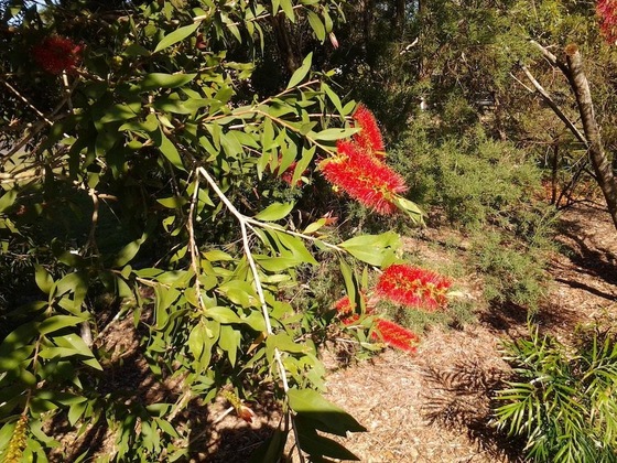 Gallery - Bottlebrush B&B