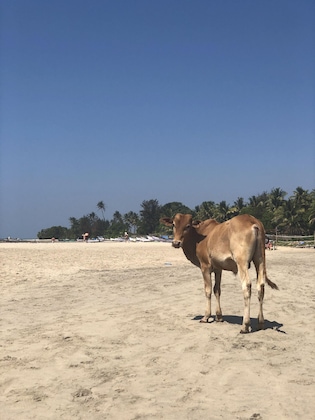 Gallery - Devarya Wellness Beach Resort