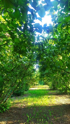 Gallery - B&B Naturin - Cascina Colombaro