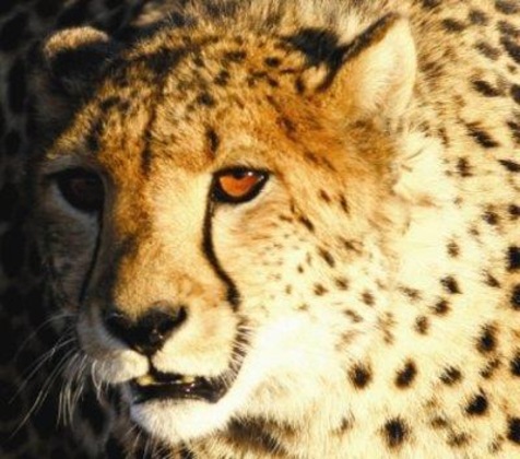 Gallery - Samara Private Game Reserve