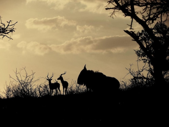 Gallery - African Spirit Game Lodge