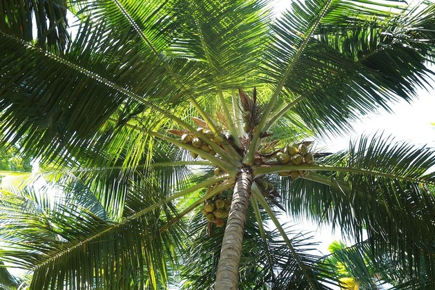 Gallery - Lime Cabanas Sri Lanka