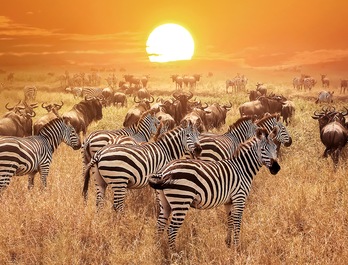 Kenia