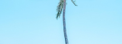 Samba Vallarta - All Inclusive