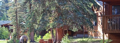The Evergreens On Fall River