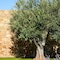 Ikos Olivia - All Inclusive - map