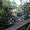 Tamborine Luxury Chalets - map