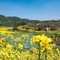 Crowne Plaza Huangshan Yucheng By Ihg - map