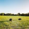 Yala Safari Camping - All Inclusive - map