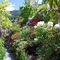 Larch Hill Bed & Breakfast - map