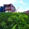 Petals Resorts Wayanad - map