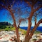 Little Lindos Sea View Studios - map