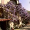 Country Hotel Le Querce - map
