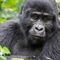 Gorilla Safari Lodge - map