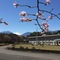 Nikko Toshogu Koyoen - map