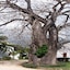 Pinewood Beach Resort & Spa