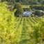 Denbies Vineyard Hotel