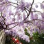 Locanda Orchidea - B&B