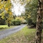 Cradle Forest Inn