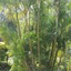 Buderim Fiesta Motel