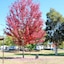 Beechworth Lake Sambell Caravan Park