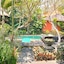 Lily Lane Villas