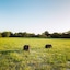 Yala Safari Camping - All Inclusive