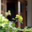 Otowaya Ryokan