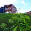 Petals Resorts Wayanad