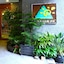 Wellness Forest Ito