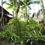 The Garden Burees