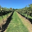 Turners Vineyard