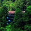 Rainforest Boutique Resort