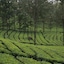 Wild Elephant Eco-Friendly Resort