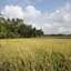 Asri Sari Resort Ubud