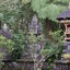 Bali Lush